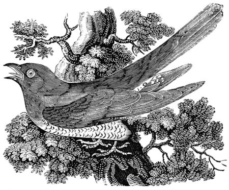 Nightingale Call British Bird Sounds - song and lyrics by Dr