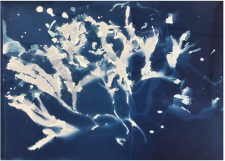 hotograph of a cyanotype print depicting a botanical specimen with branching stems and leaves in white against a deep blue background. 