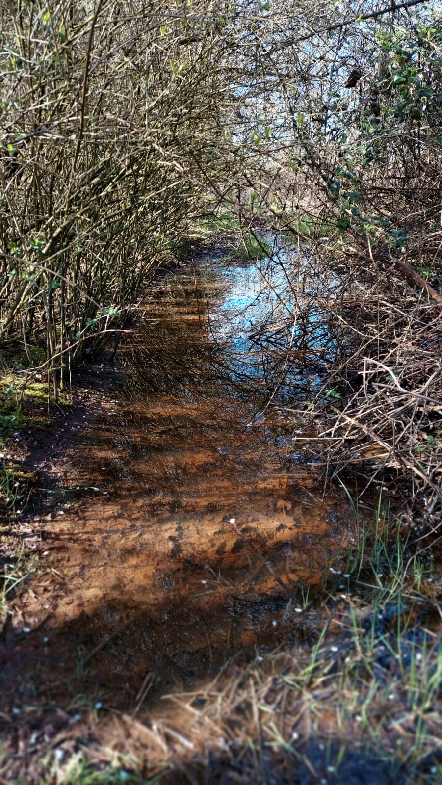 A photograph of a brook in dappled shade