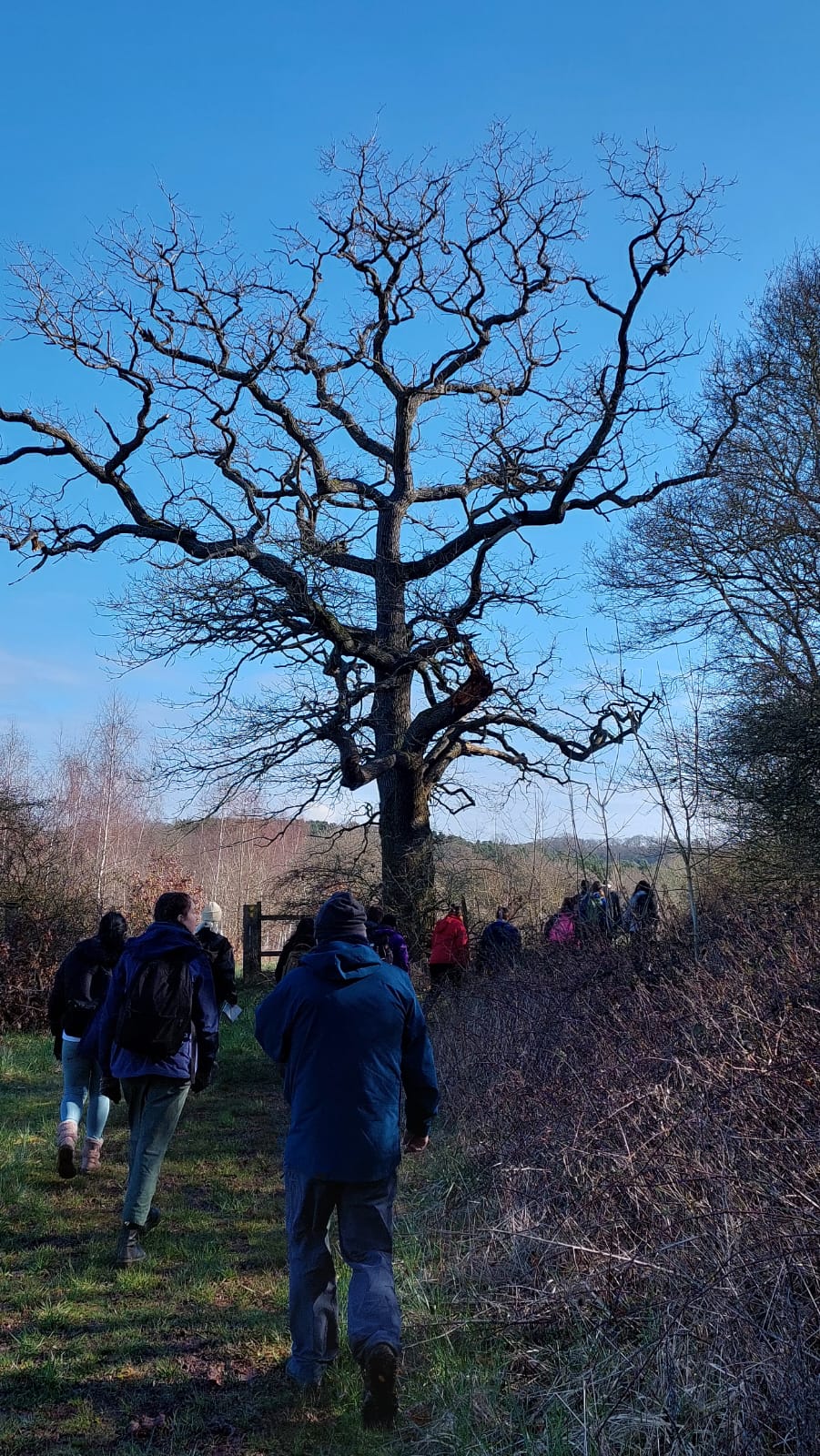 A photograph taken in April of ramblers walking through the forest past a single tree