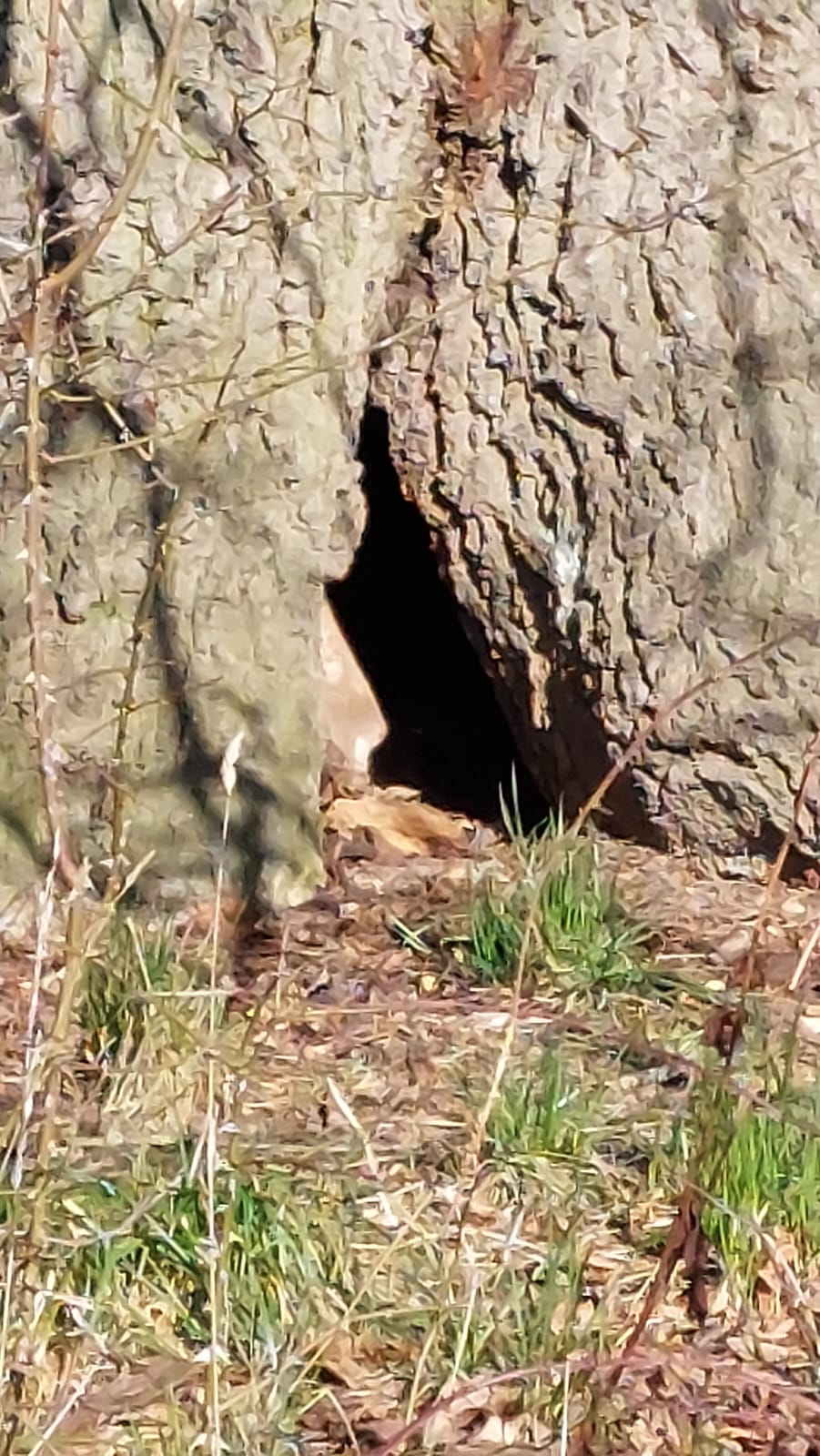A photograph of an oak tree trunk with a hole in it