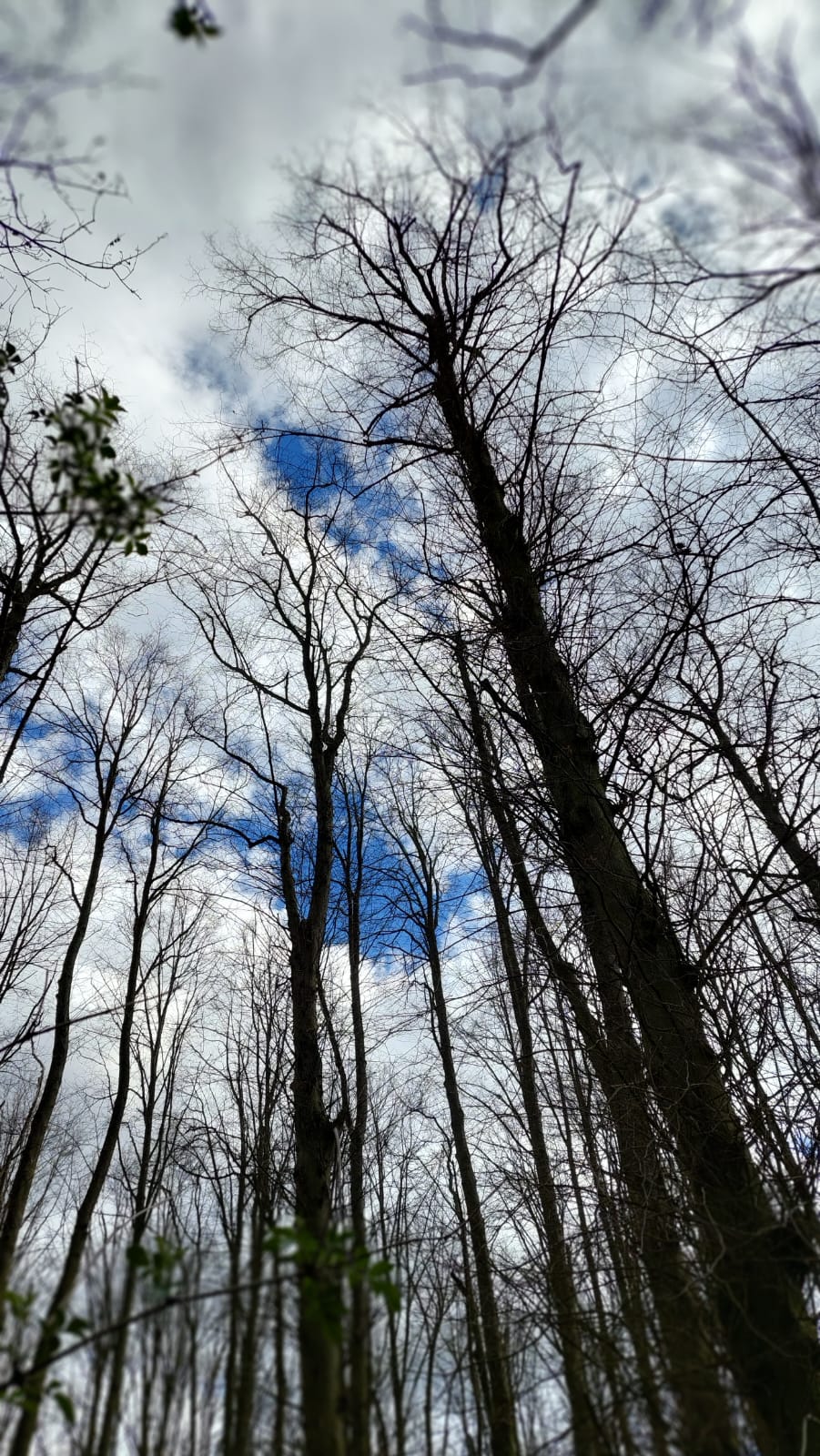A photograph of tree tops in April, against a cloudy blue sky