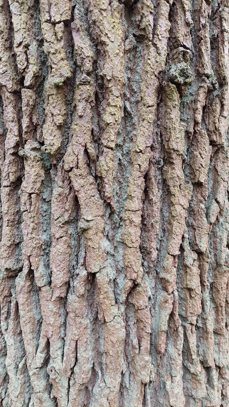 A close-up photograph of tree bark