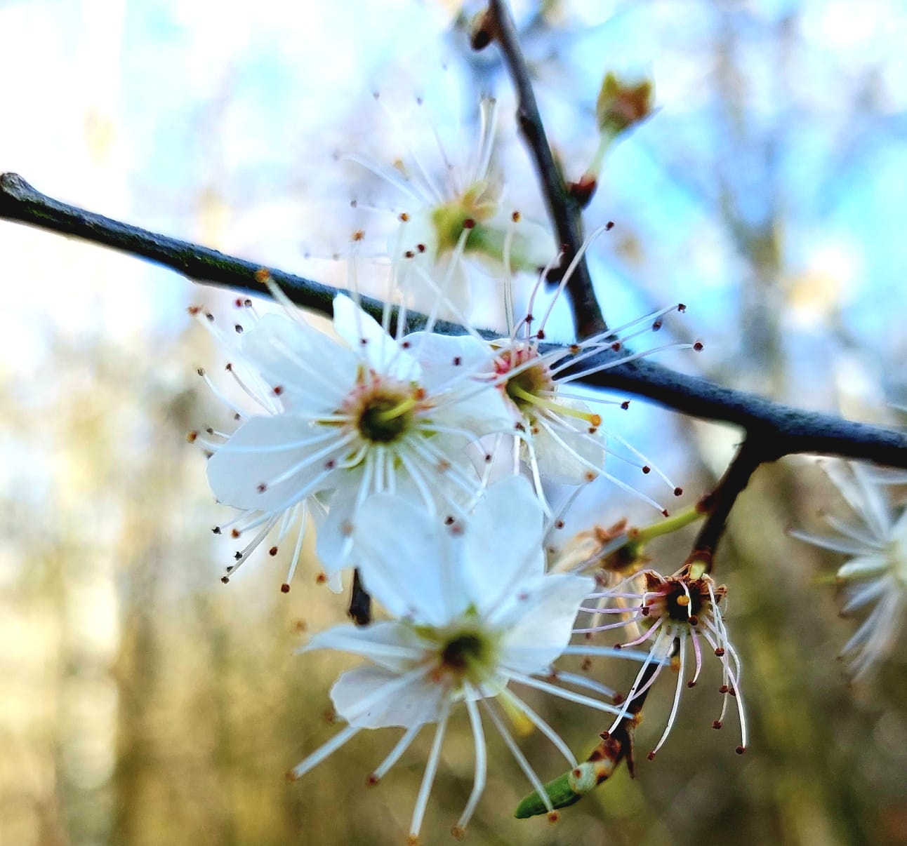 A close-up photograph of white blossom on a branch