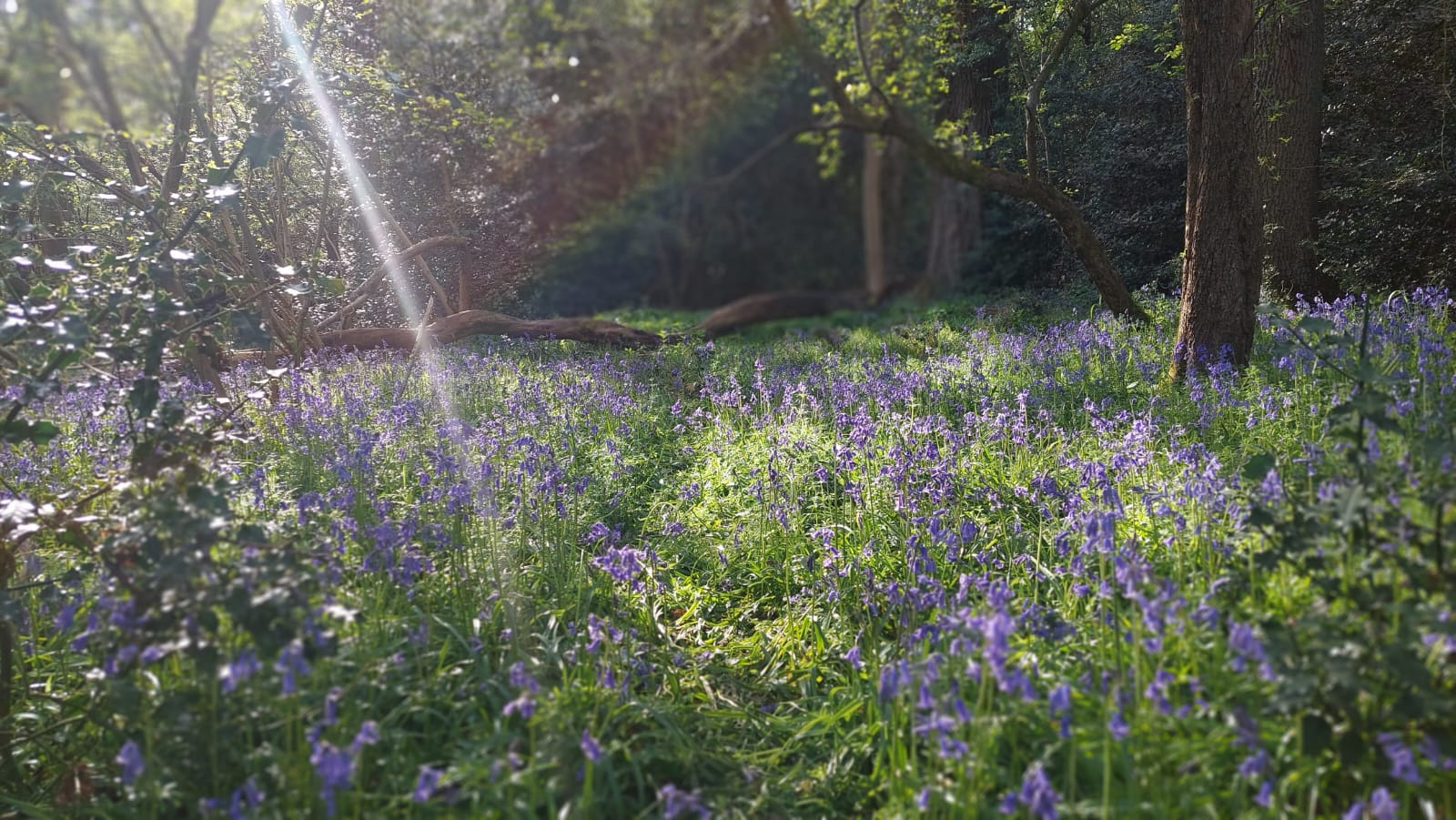 A photograph of sun streaming onto a bluebell wood
