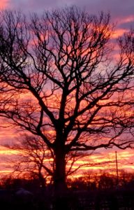 A photograph of a silhouette of a large leaf-less tree against the background of a burning pink sunset