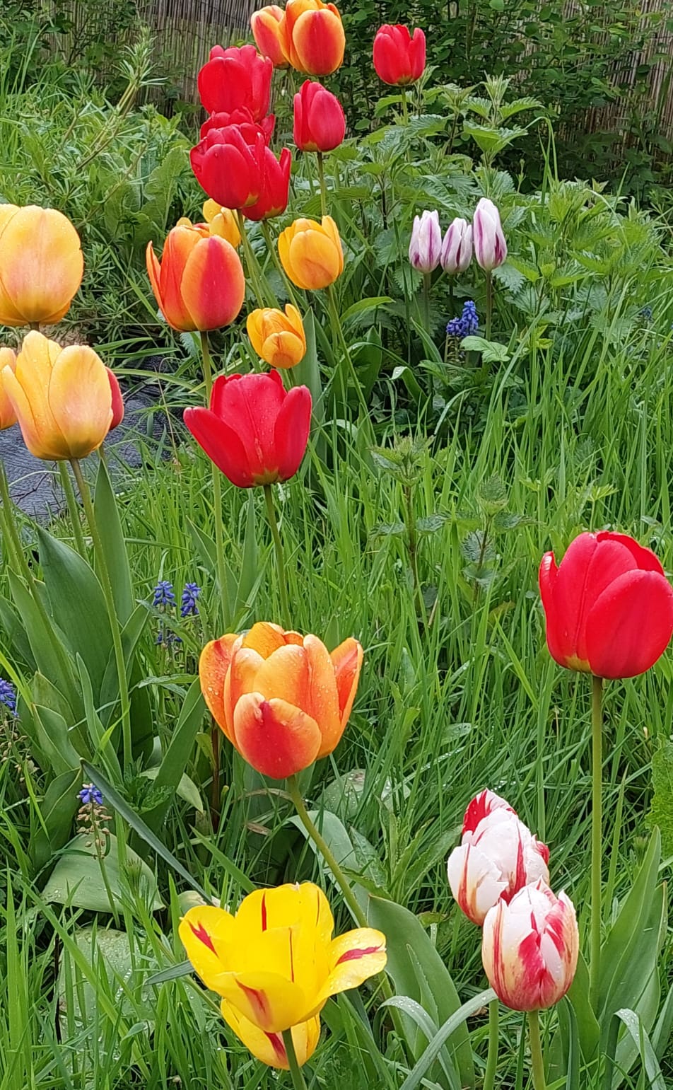 A field of brightly coloured tulips