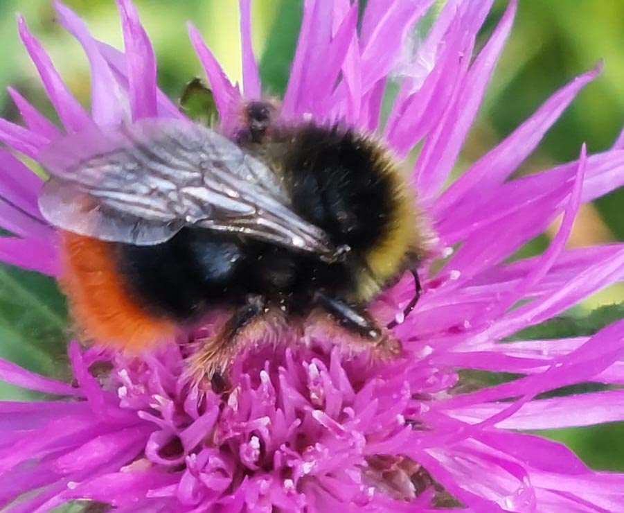 A close-up of a bumblebee on a purple flower