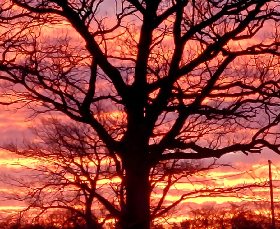 A photograph of a silhouette of a large leaf-less tree against the background of a burning pink sunset