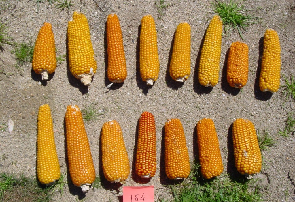 Different corns displayed 